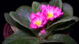 报春花粉色花朵鲜花盆栽绿植高清在线视频素材下载