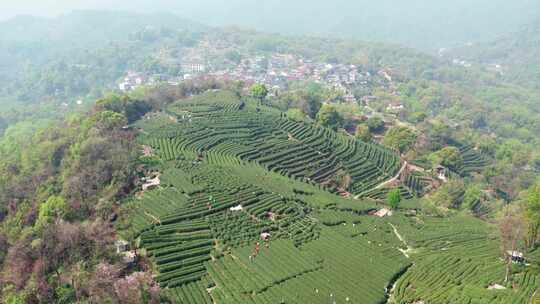 杭州翁家山春天茶园风景航拍