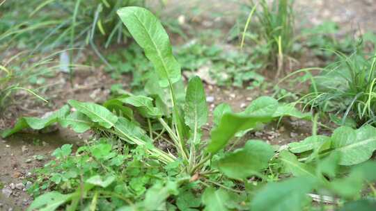 小区绿化 草 小草 绿植 植物