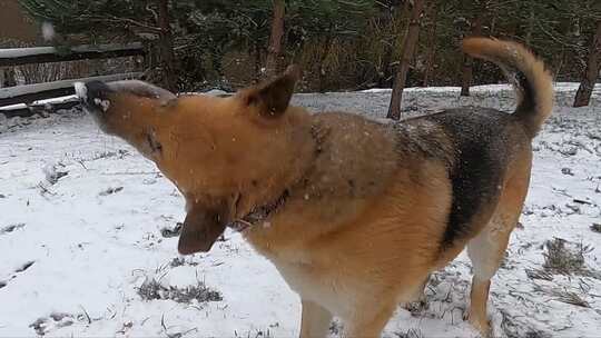 躺在雪地上的狗