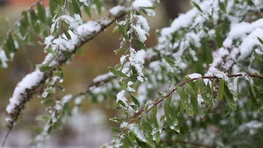 城市的第一场雪——寒冷的秋天