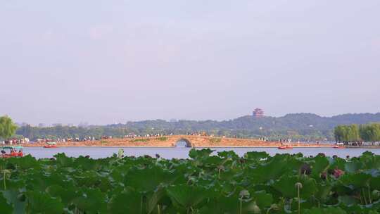 杭州西湖夏天荷花江南风景