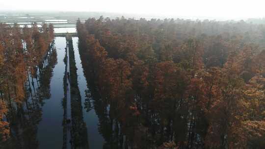 湖北涨渡湖秋天湿地栈道航拍