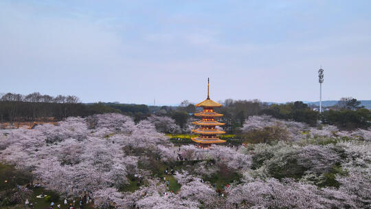 航拍武汉春天樱花季东湖樱花与五重塔视频素材模板下载
