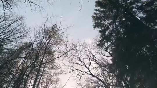 森林中仰拍被树枝遮挡的天空视频素材模板下载