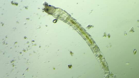 生命科学纪录片素材，显微镜下的摇蚊幼虫1
