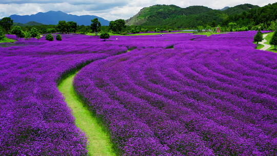 美丽的紫色马鞭草花海
