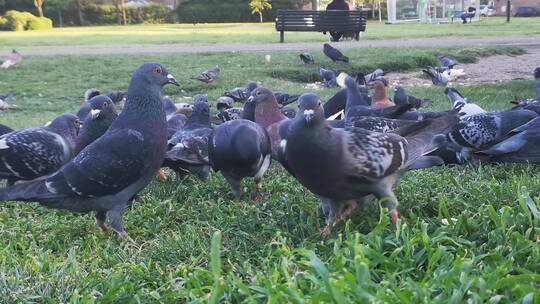 鸽子在公园草地上吃面包
