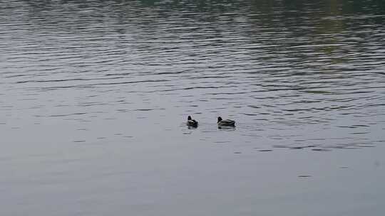 湖水里游泳划水野鸭子水禽水鸟