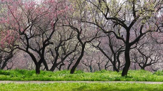 4K武汉东湖梅园的梅花景色