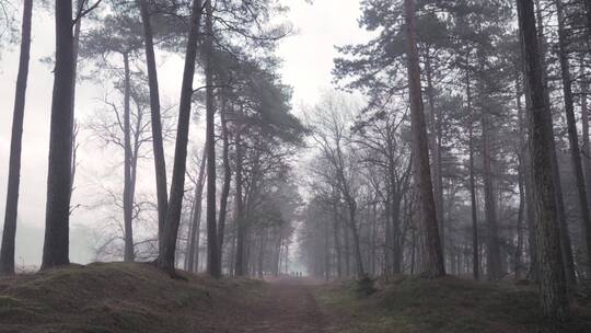冬季清晨迷雾森林