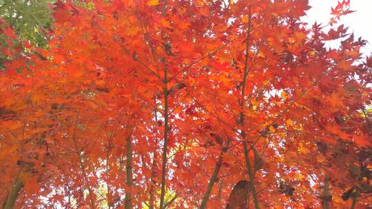 城市公园秋天里的红色枫叶视频素材模板下载