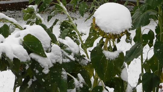 冰雪覆盖的花