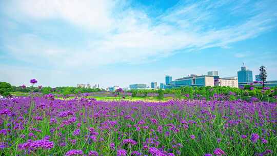 马鞭草花海