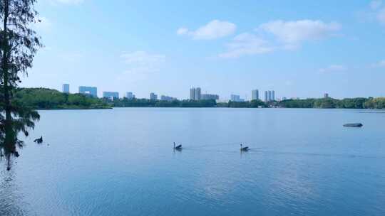 广州海珠湖公园蓝天白云与城市高楼建筑