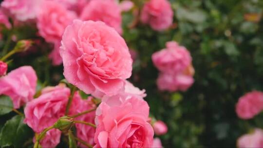 美丽的粉红色玫瑰花朵