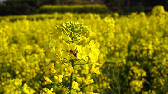 油菜花 蜜蜂采蜜 唯美油菜花