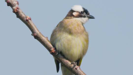 蓝天苦棟树枝头，白头鹎鸟特写