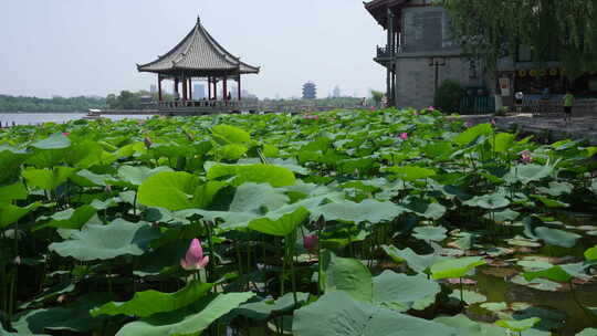 济南大明湖风景名胜区夏季风光