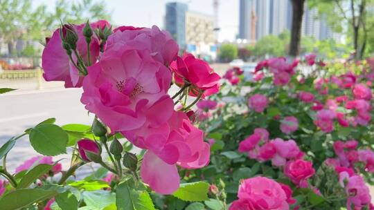 济南花园东路路边蔷薇花、月季花正盛开