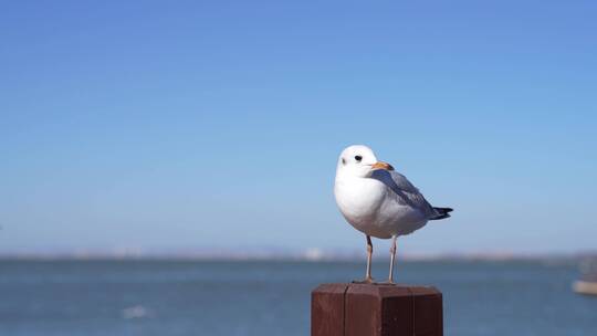 蓝天下在湖边的海鸥