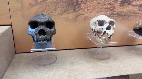 山顶洞人北京人猿人骨骼化石
