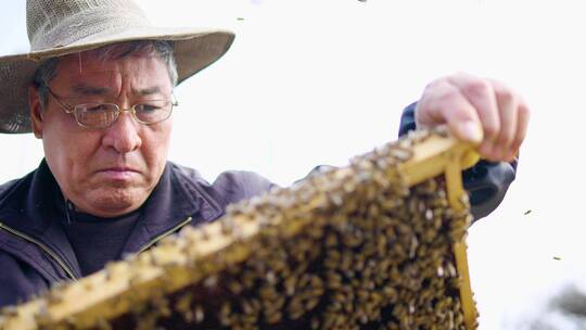 养蜂人在养蜂场工作喂养蜜蜂花粉视频素材模板下载