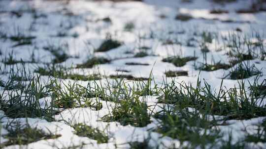 冬天小麦植物与雪覆盖农民的田地的电影镜头