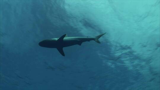海中的灰礁鲨视频素材模板下载