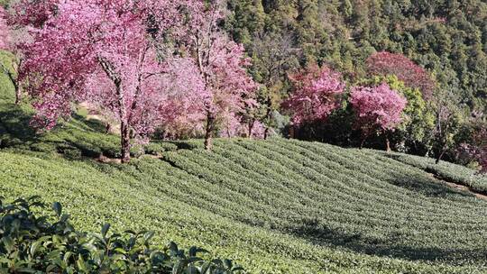 大理无量山茶农在樱花林下劳作场景