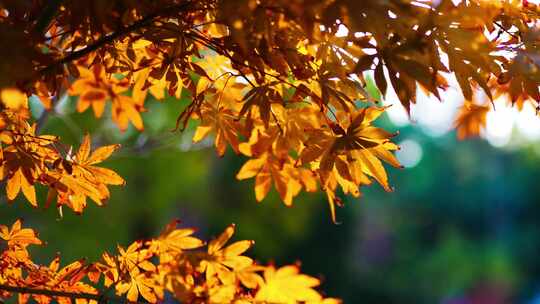 秋天枫树枫叶