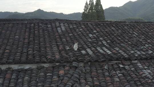 古镇屋顶上的猫航拍日景