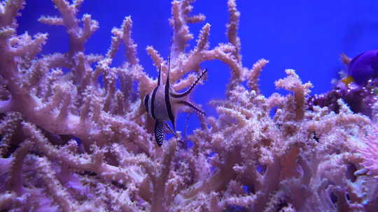 海底世界 活珊瑚 热带鱼视频素材模板下载