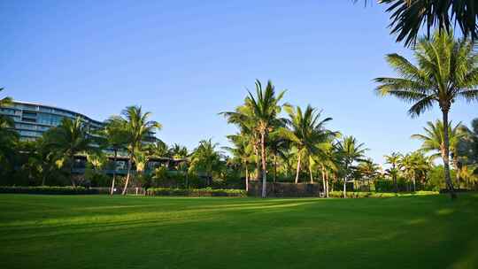 海南夕阳下的椰树椰林草地