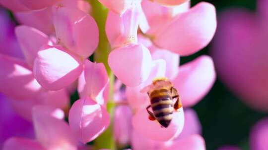 微距特写紫罗兰-蜜蜂在紫色的花上采蜜