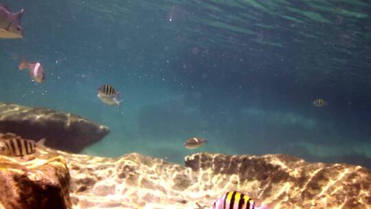 鱼儿游来游去的珊瑚礁视频素材模板下载