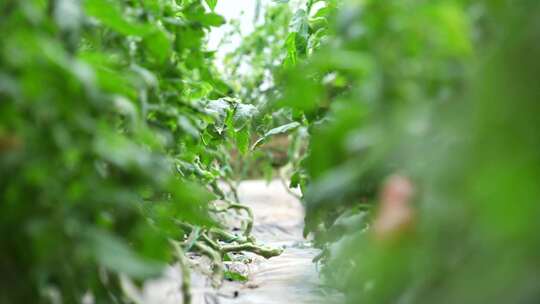 水果西红柿 番茄 番茄种植