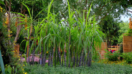甘蔗 农业主题 景观