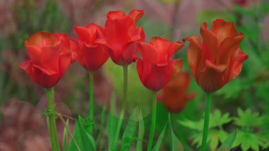 春暖花开郁金香公园赏花花海花田