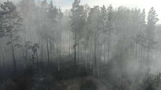 森林火灾后的焦土和树干