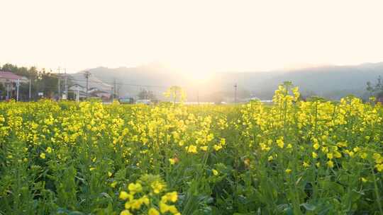 春暖花开油菜花海