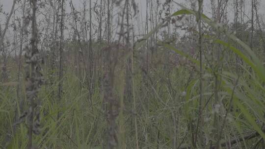 自然、荒野杂草、花花草草、静谧之地 (11)视频素材模板下载