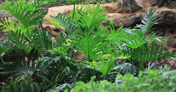 清澈溪流绿色厥类植物