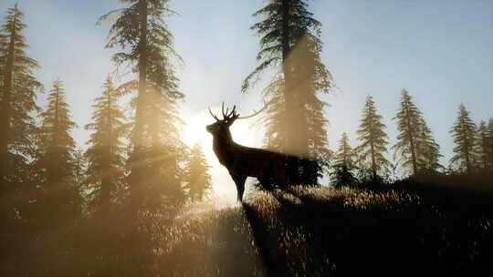 日落时森林中的公鹿