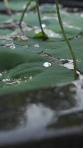 夏日午后雨中的一盆荷花