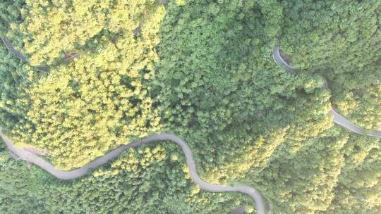 俯拍蜿蜒盘山公路道路视频素材模板下载