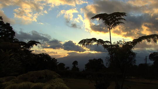 毛伊岛日落和蕨植物景观