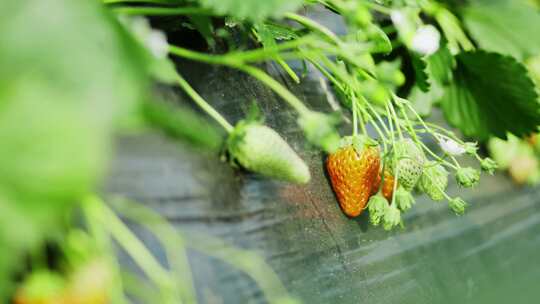 乡村振兴唯美农业草莓种植园采摘