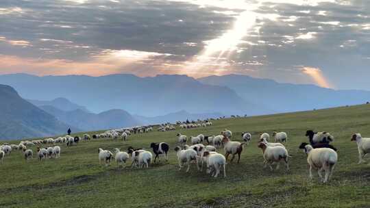 高原山顶上的羊群牧羊放牧耶稣光