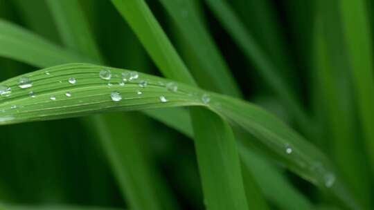 小草水珠露珠雨滴